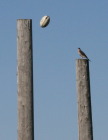 Northwest Indiana 2008